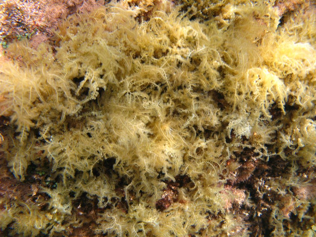 Alga da identificare 5