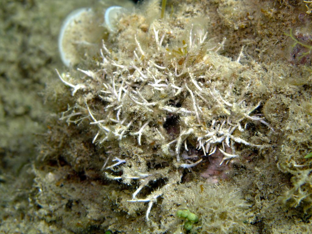 Alga da identificare 7