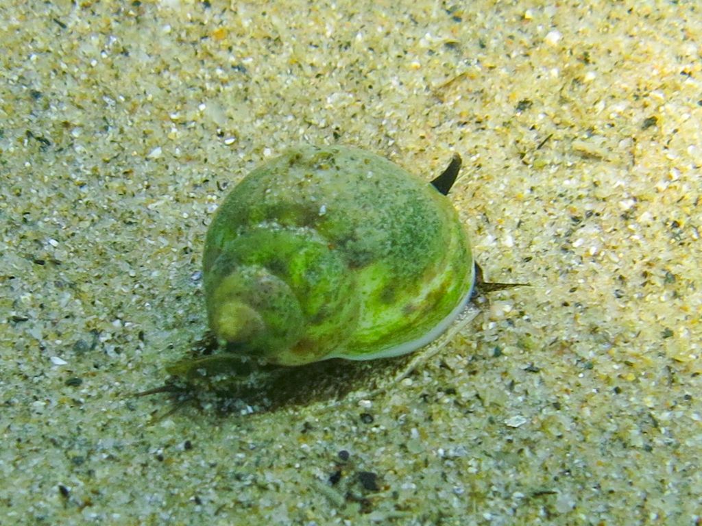 Gastropoda da identificare