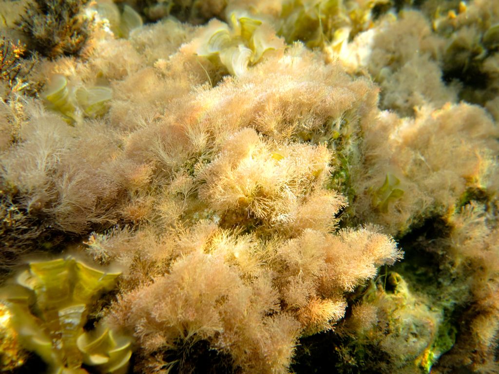 Alga da identificare 11