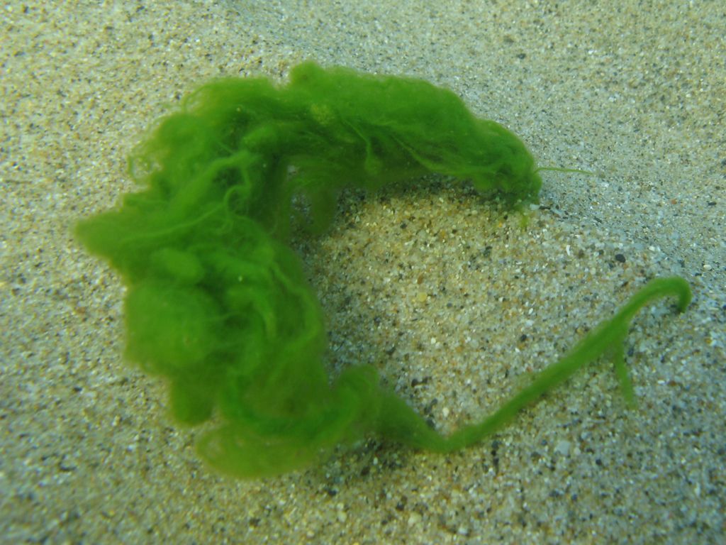 Alga da identificare 14