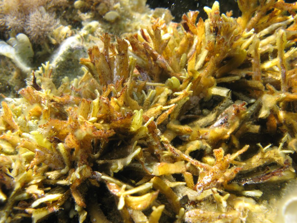 Alga da identificare 17