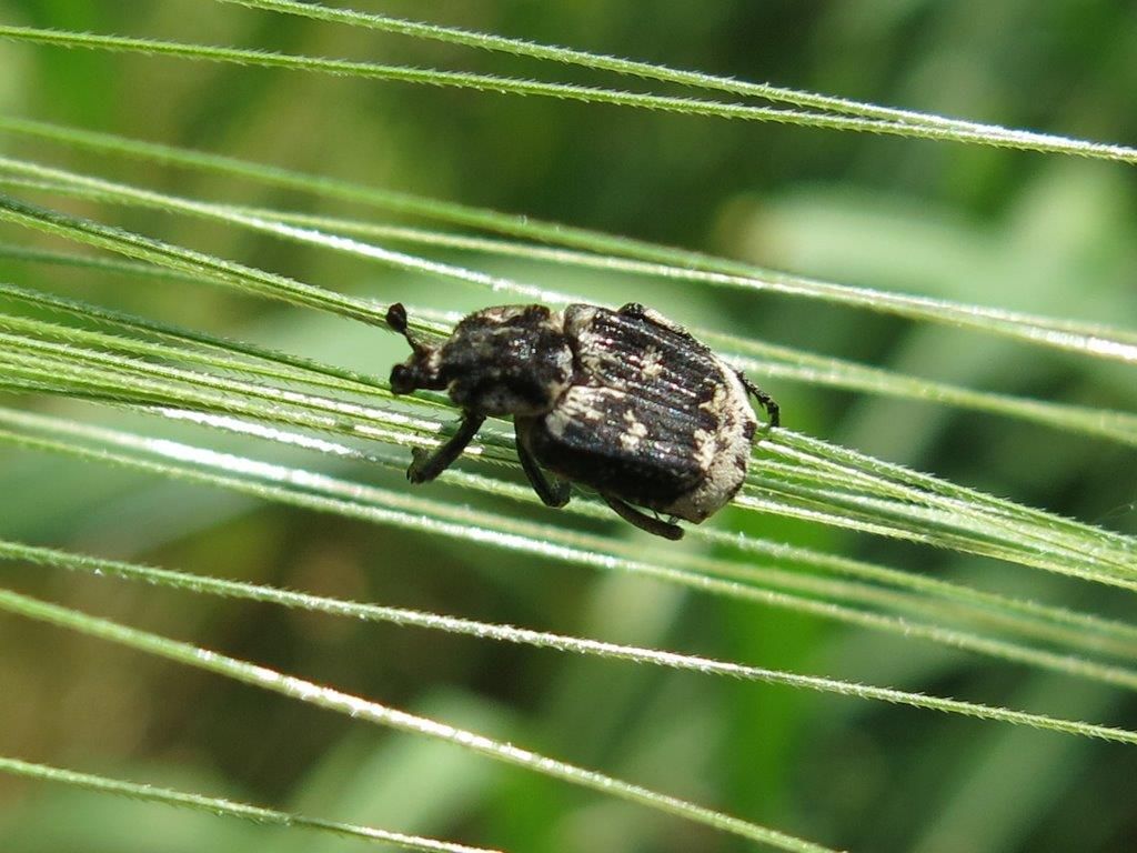 Cetoniidae: Valgus hemipterus