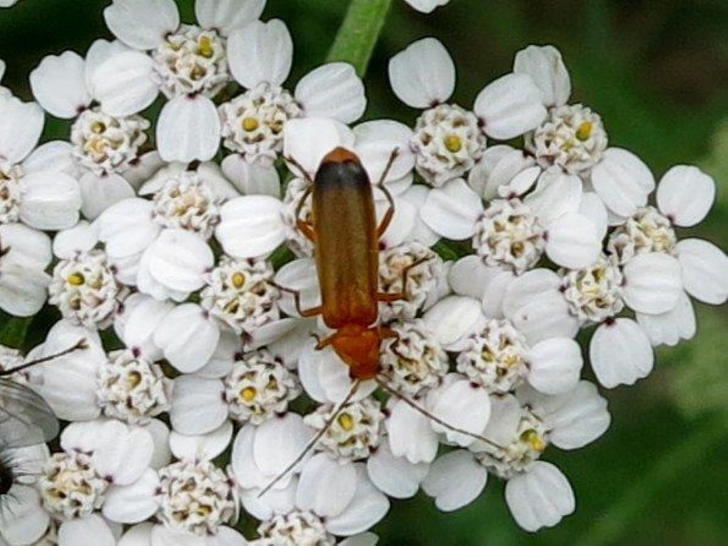 Cantharidae:  Rhagonycha fulva ?