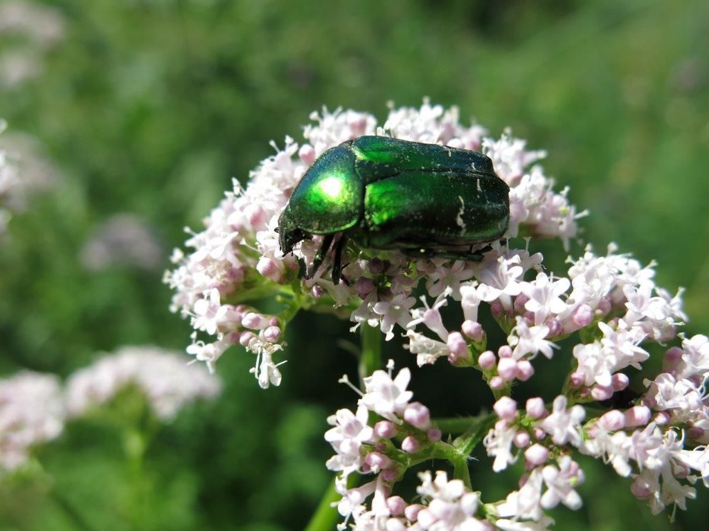 Cetoniidae: Cetonia aurata pisana