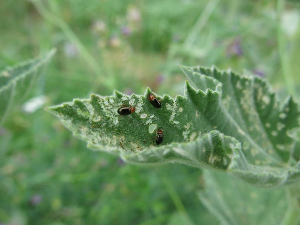 Chrysomelidae: cfr. Podagrica sp.