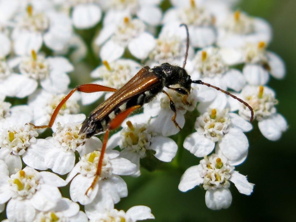 Cerambycidae: Stenopterus rufus