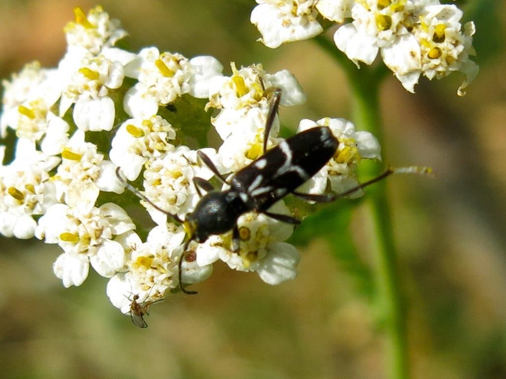 Cerambycidae: Chlorophorus sartor