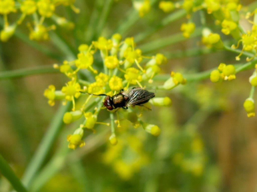 Ulidiidae: Physiphora alceae