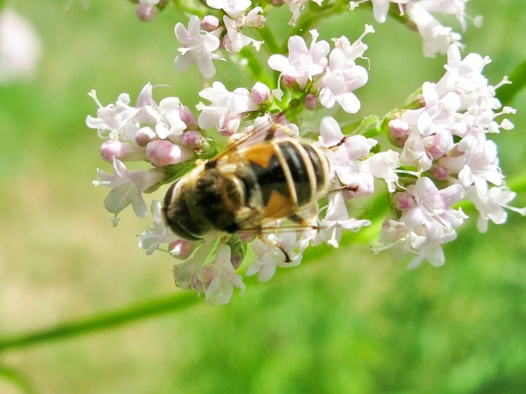 Syrphidae: Eristalis sp.