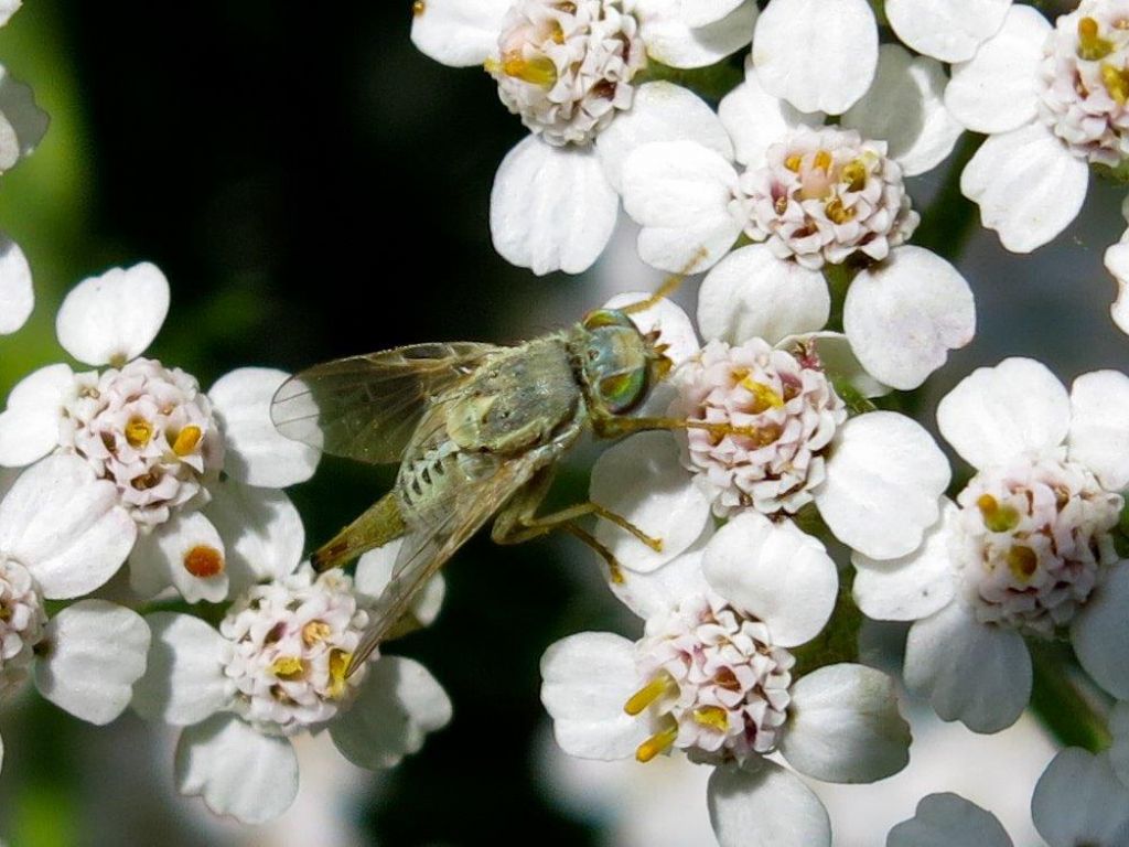 Diptera da identificare 1