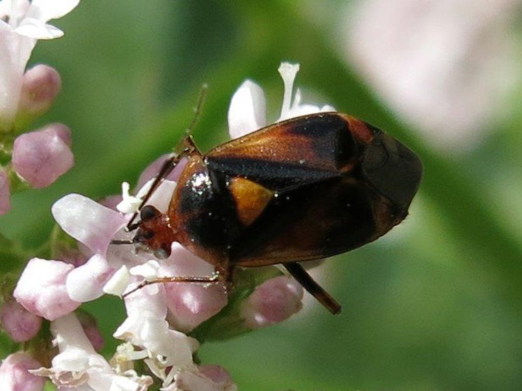 Miridae:  Deraeocoris ruber