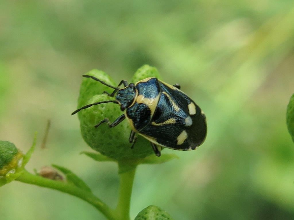 Pentatomidae: Eurydema oleracea