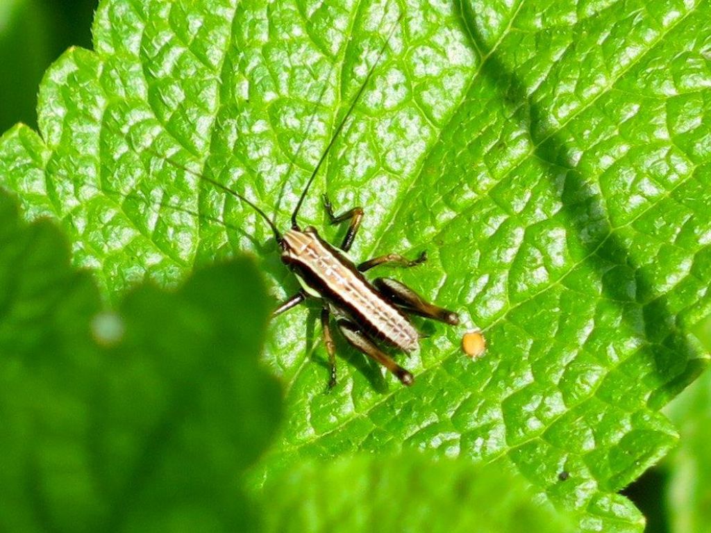 Tettigoniidae: Eupholidoptera sp., giovanissima