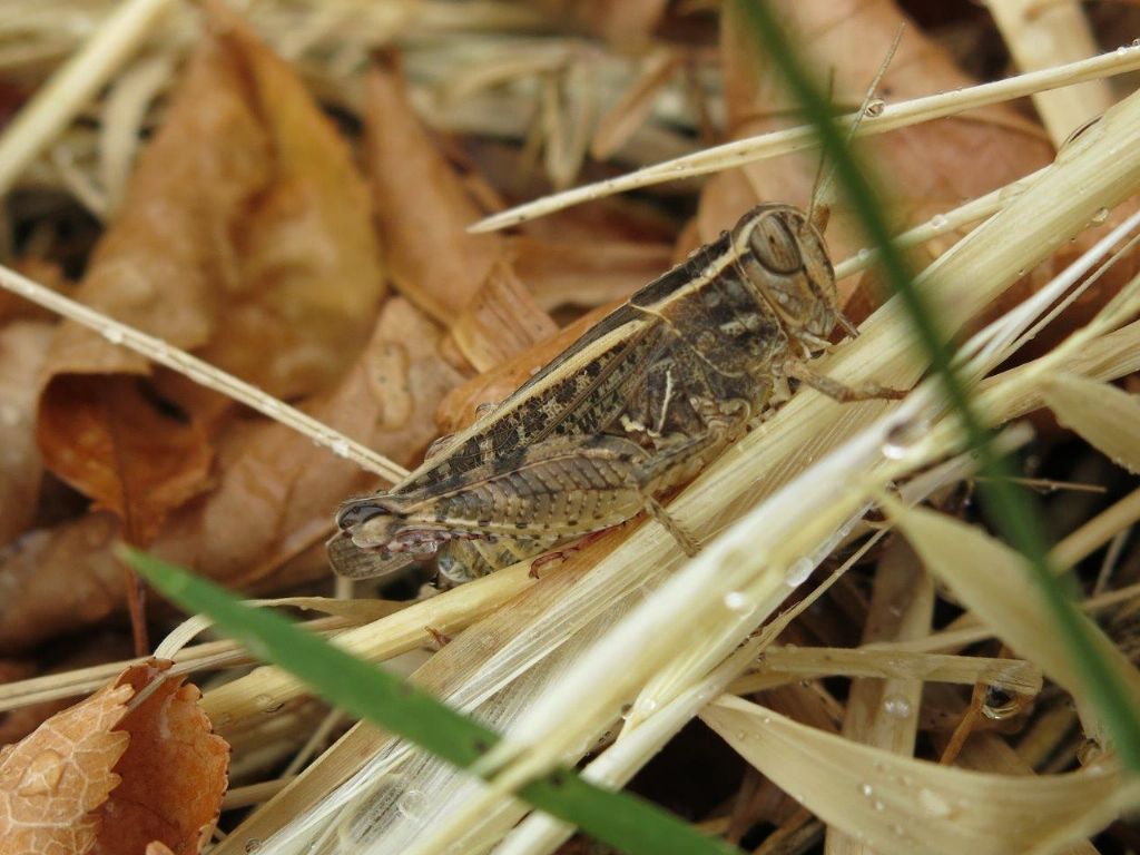 Calliptamus italicus italicus, femmina