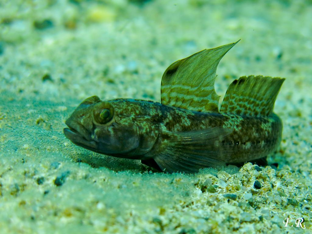 Gobius niger con uova