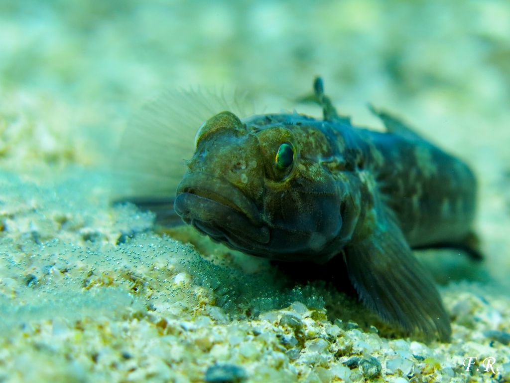 Gobius niger con uova