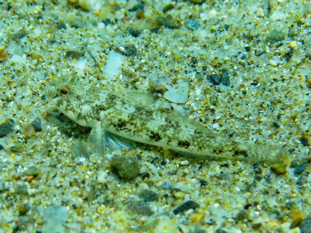 Gobius niger con uova