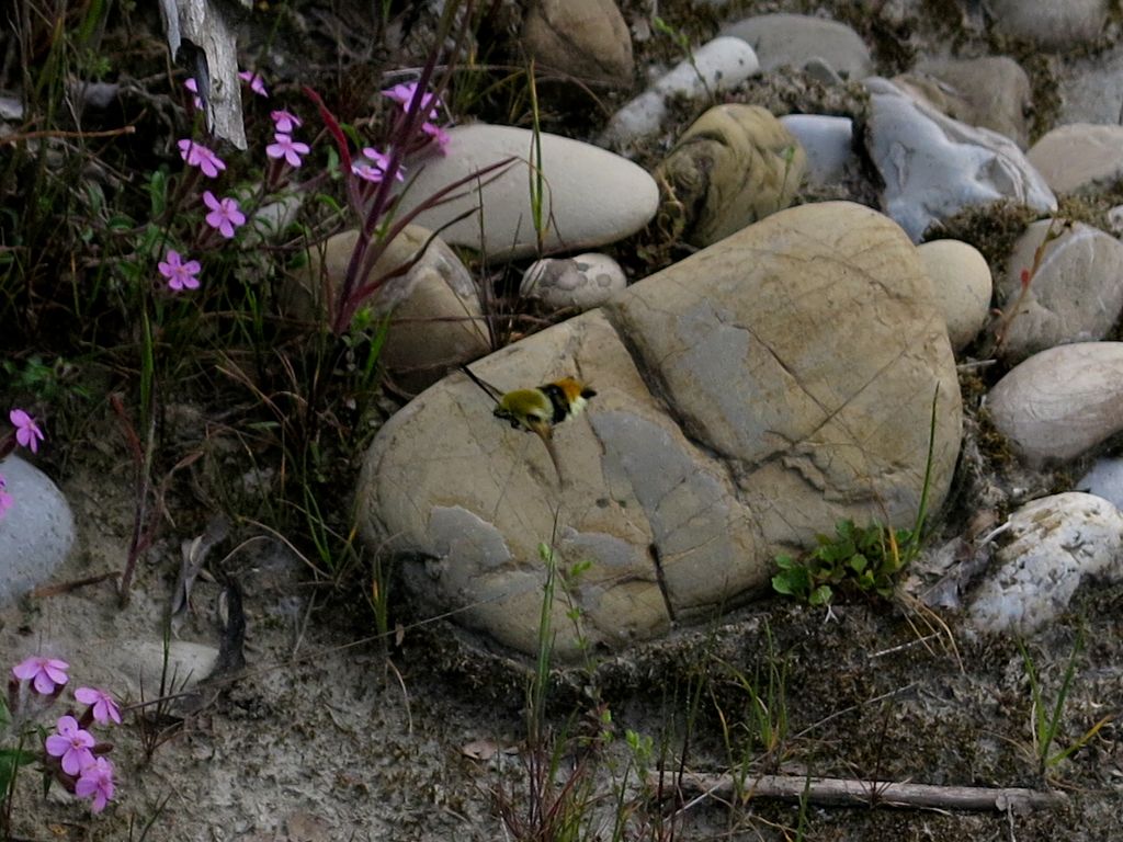 Insetto non identificato: Hemaris cfr, tityus, Sphingidae