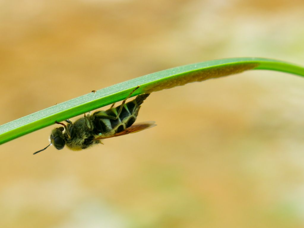 Stratiomys longicornis femmina (Stratiomyidae)