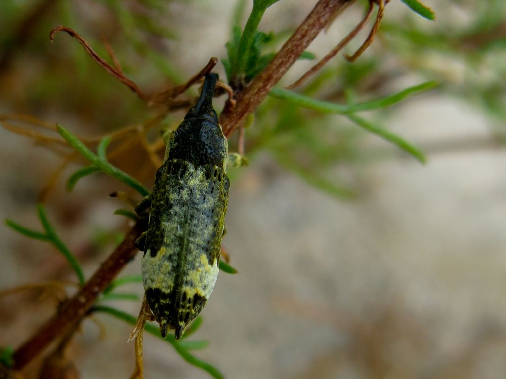 Curculionidae da identificare - Lixus cylindrus