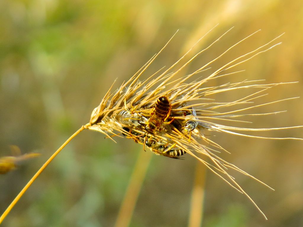 Imenotteri e loro comportamento: dormitorio di Halictus scabiosae, maschi