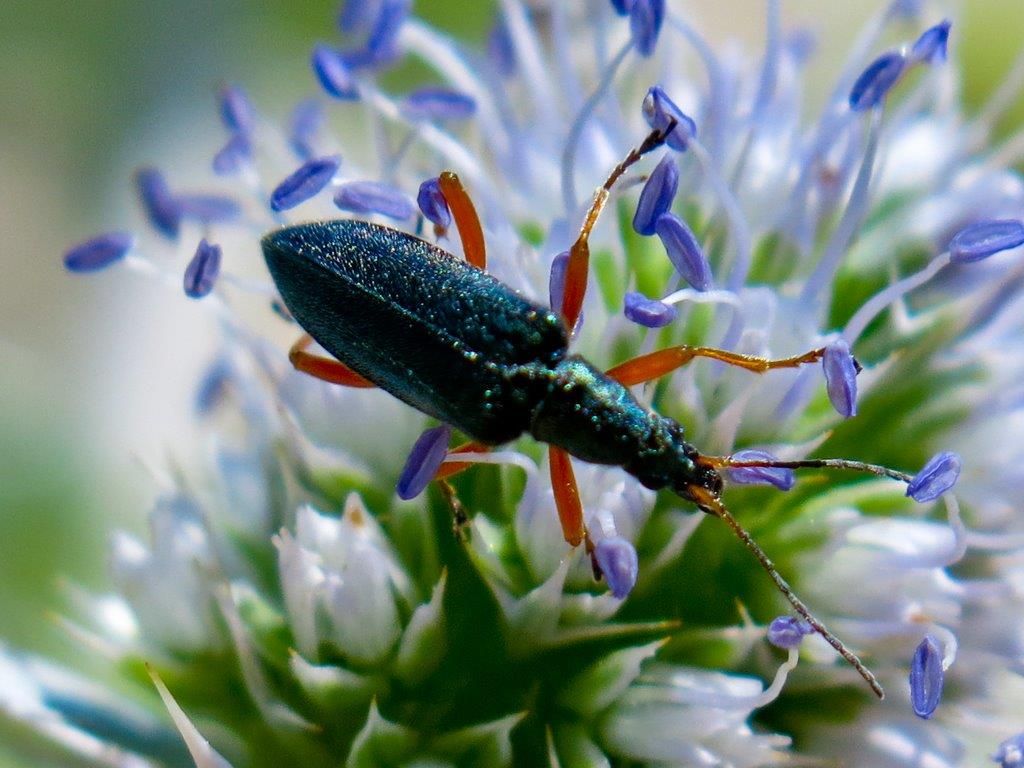 Stenostoma rostratum rostratum, Oedemeridae