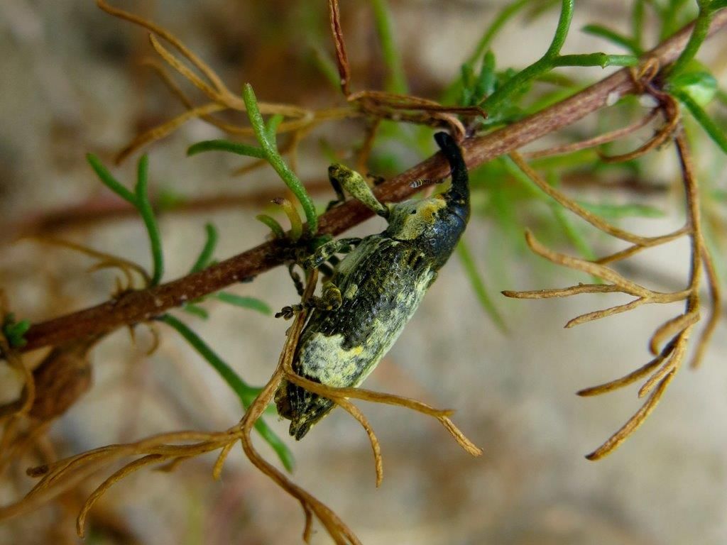 Curculionidae da identificare - Lixus cylindrus