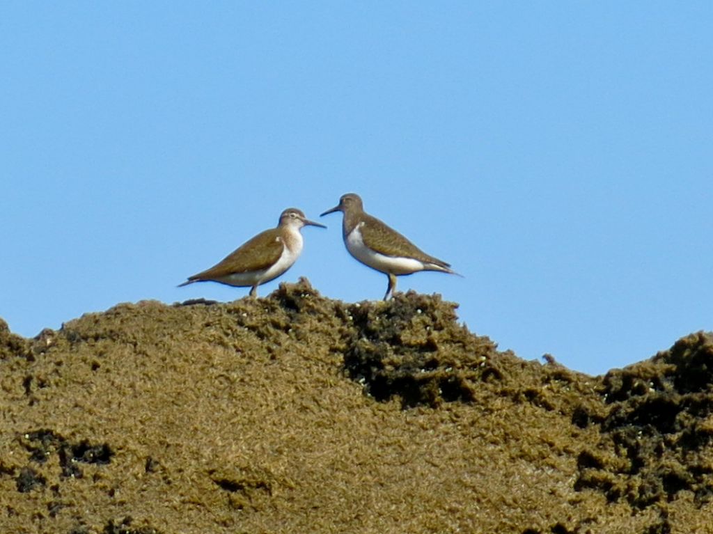 Da identificare: Piro piro piccolo (Actitis hypoleucos)