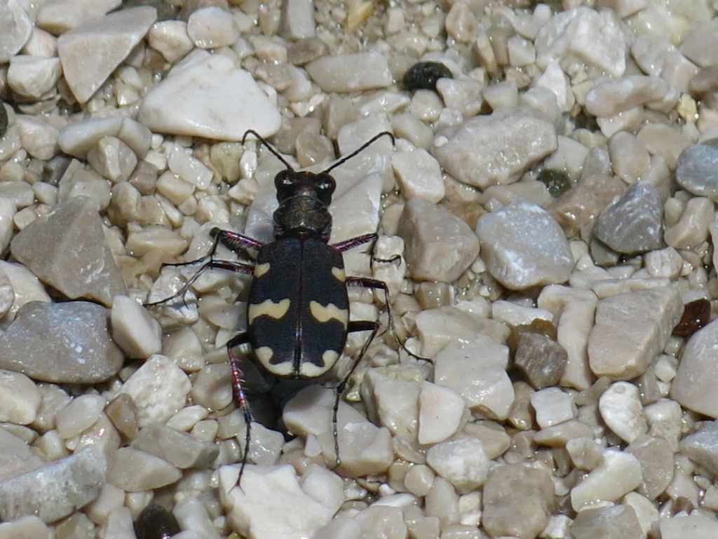 Carabidae Cicindelinae:  Cicindela hybrida transversalis