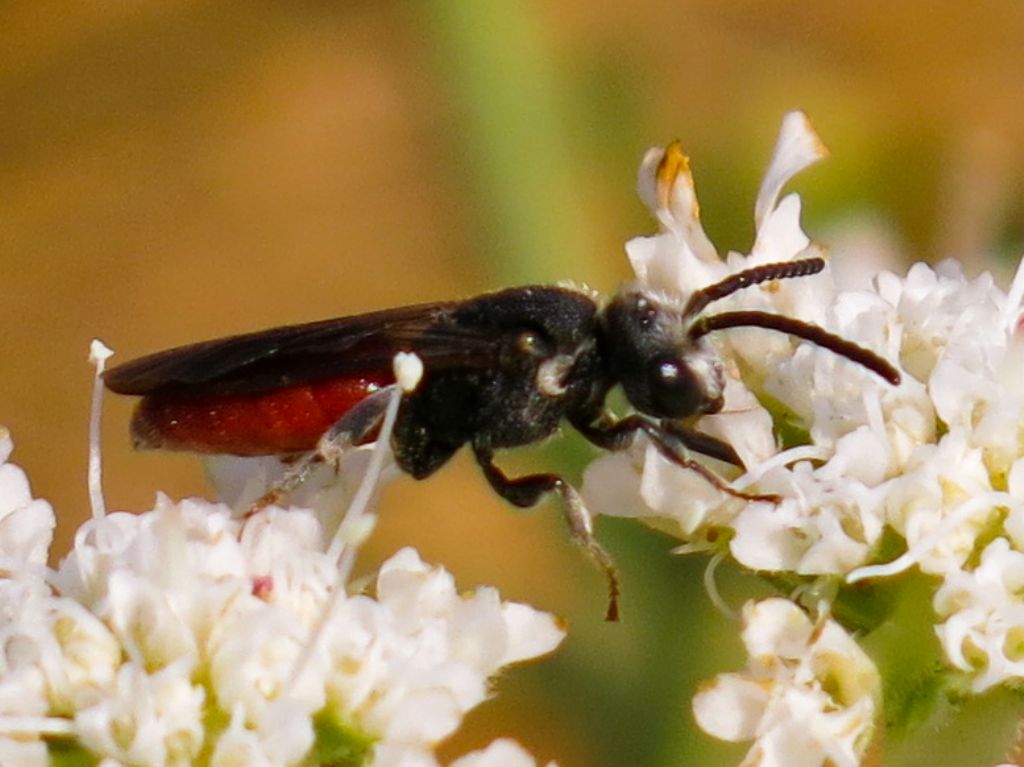 Sphecodes albilabris (Apidae Halictinae)