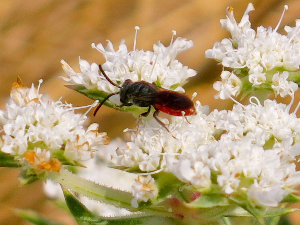 Sphecodes albilabris (Apidae Halictinae)