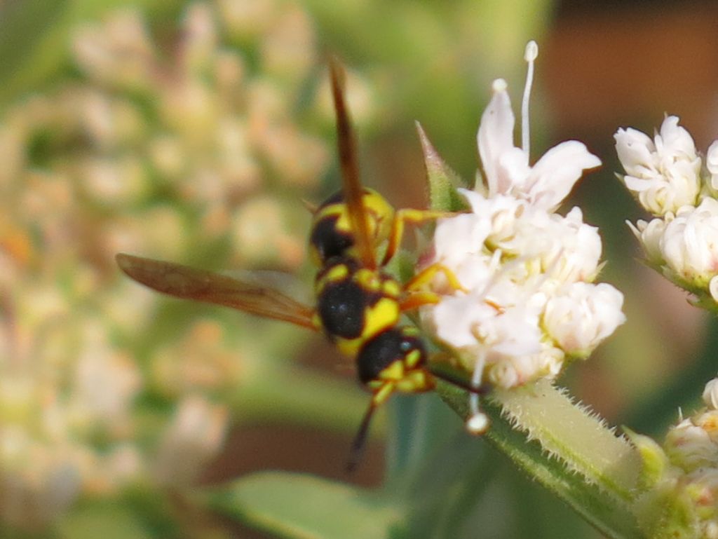 Vespidae Eumeninae:  Euodynerus sp.