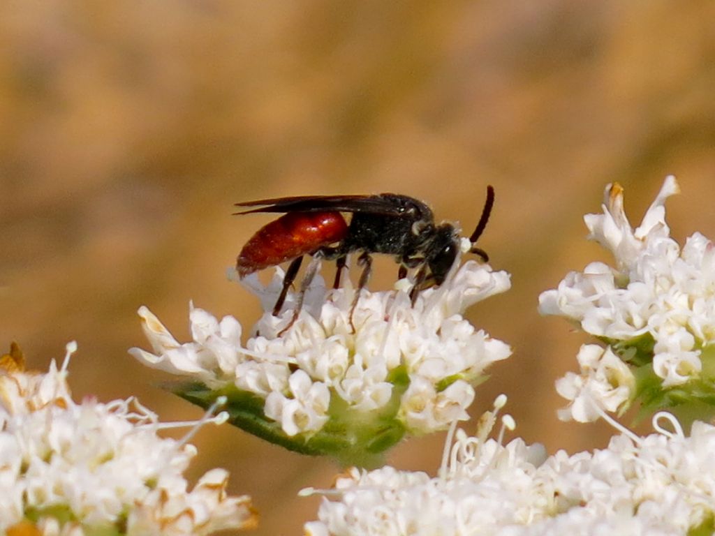 Sphecodes albilabris (Apidae Halictinae)