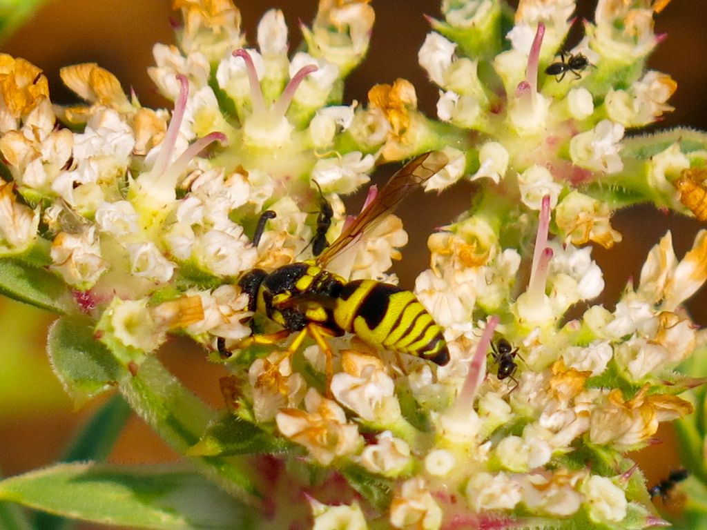 Vespidae Eumeninae:  Euodynerus sp.