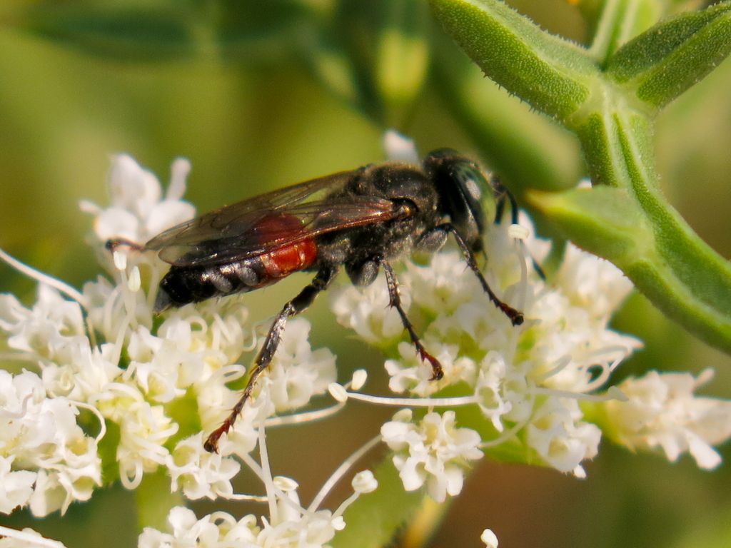 Crabronidae: Tachytes cfr. panzeri