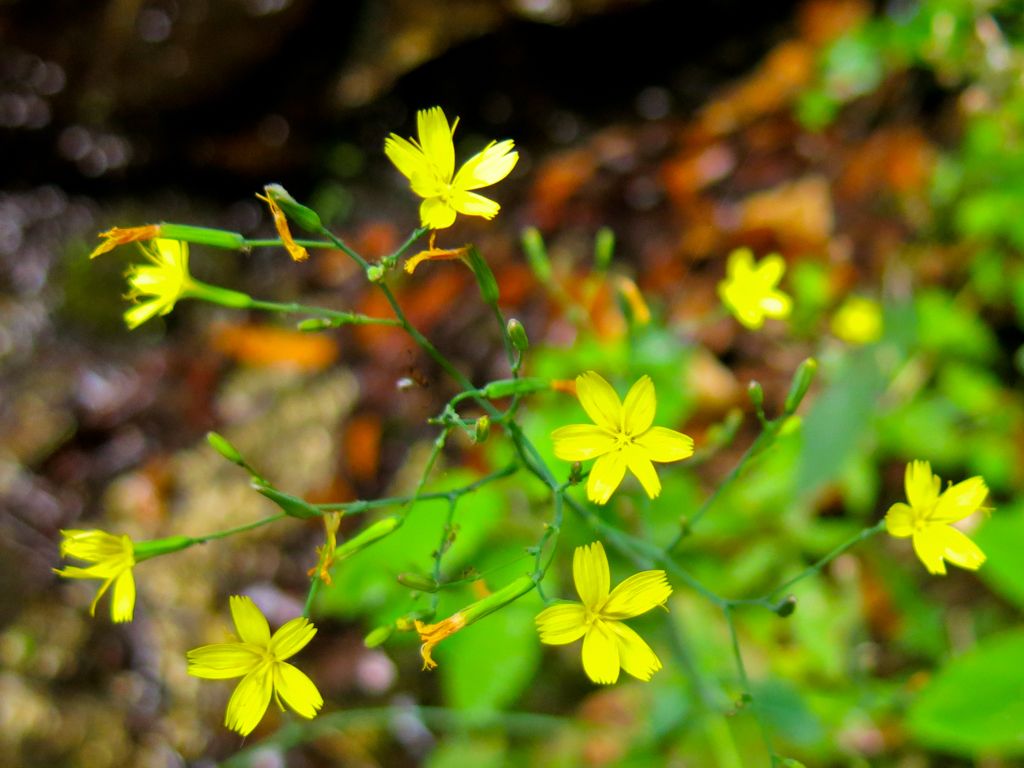 Mycelis muralis (=Lactuca muralis)