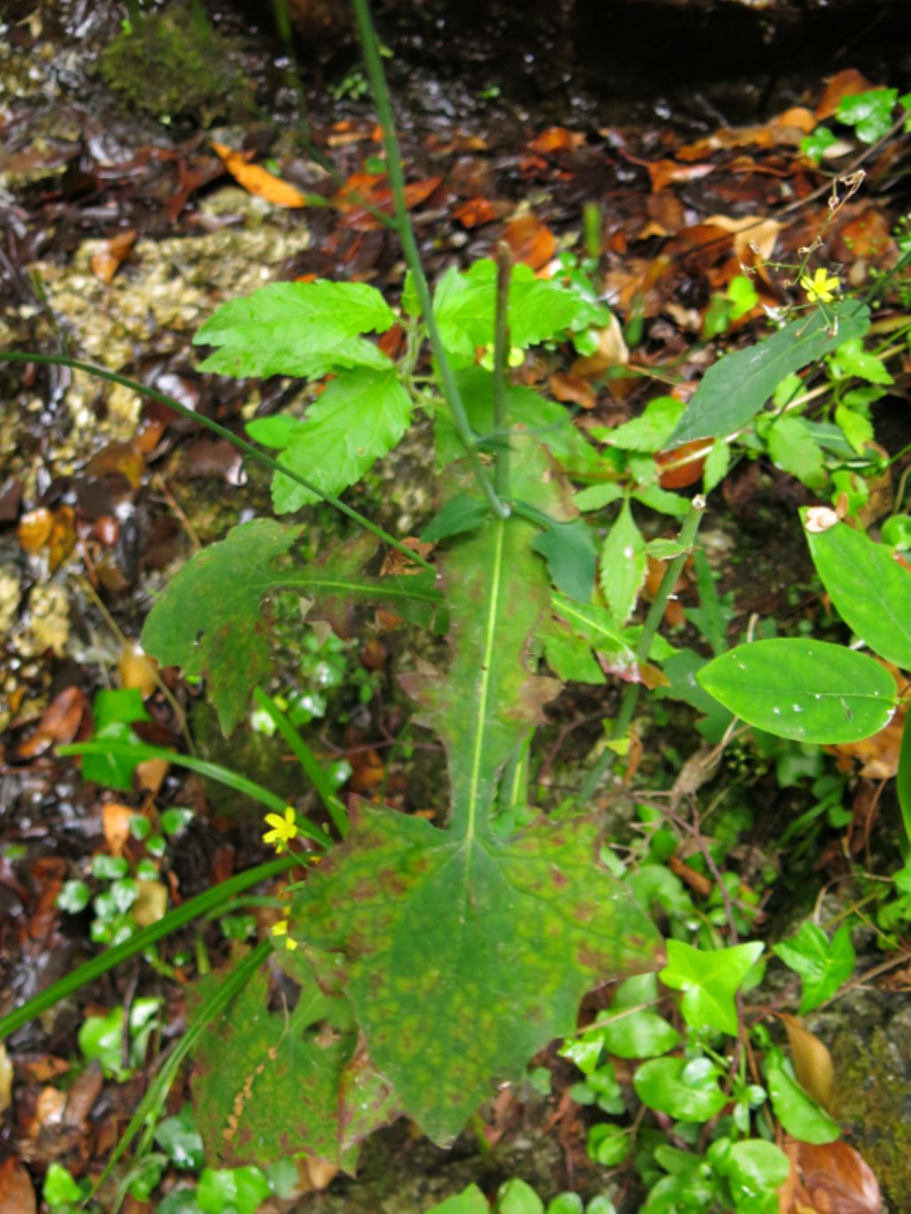 Mycelis muralis (=Lactuca muralis)