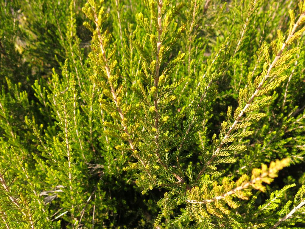 Erica cfr. arborea (Ericaceae)