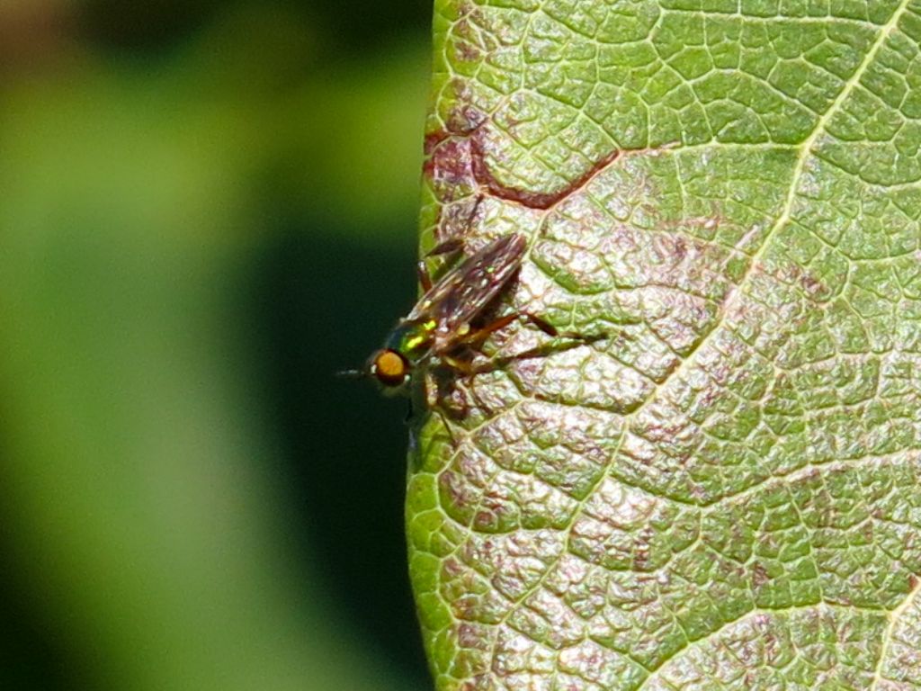 Stratiomyidae: Chorisops sp.