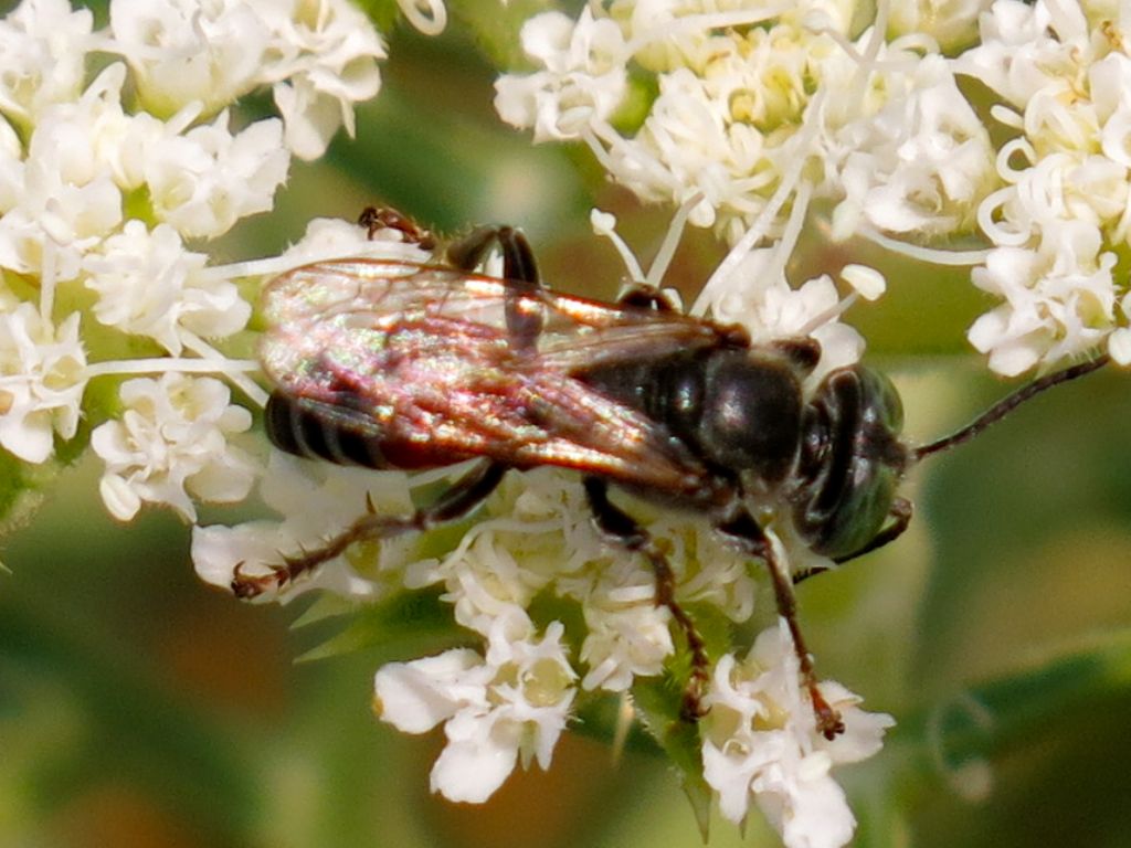 Crabronidae: Tachytes cfr. panzeri