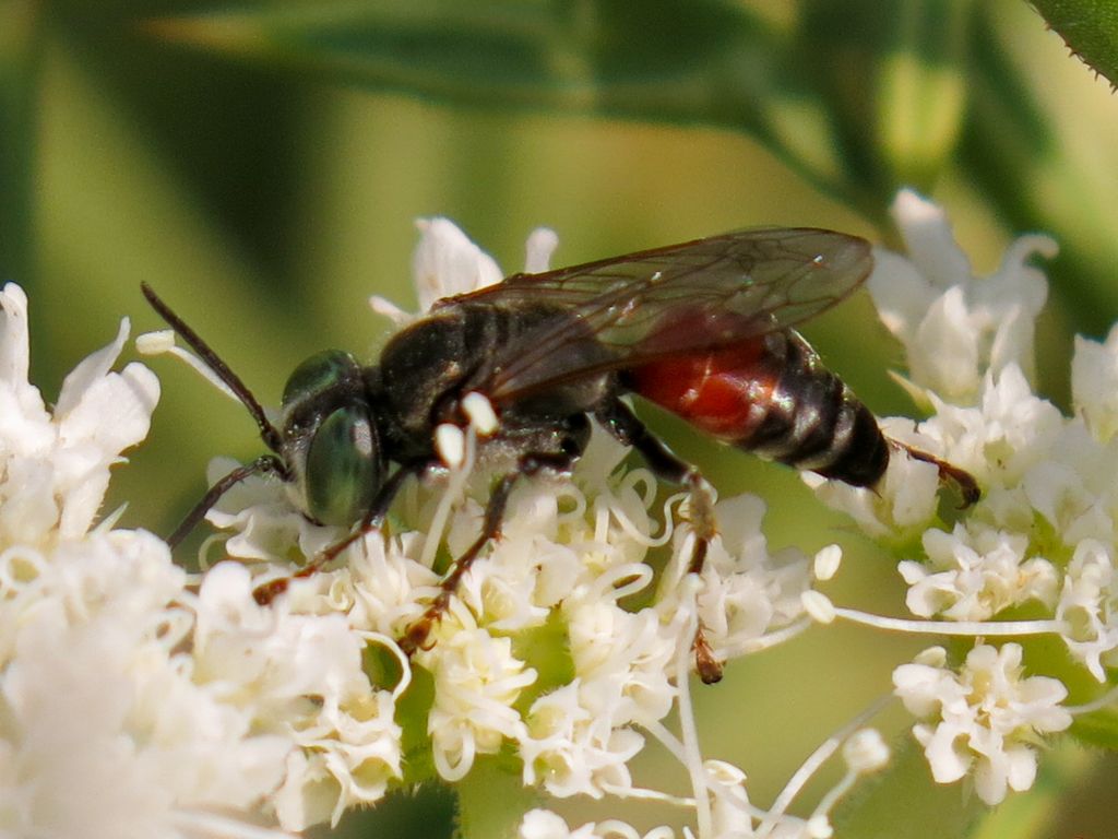 Crabronidae: Tachytes cfr. panzeri