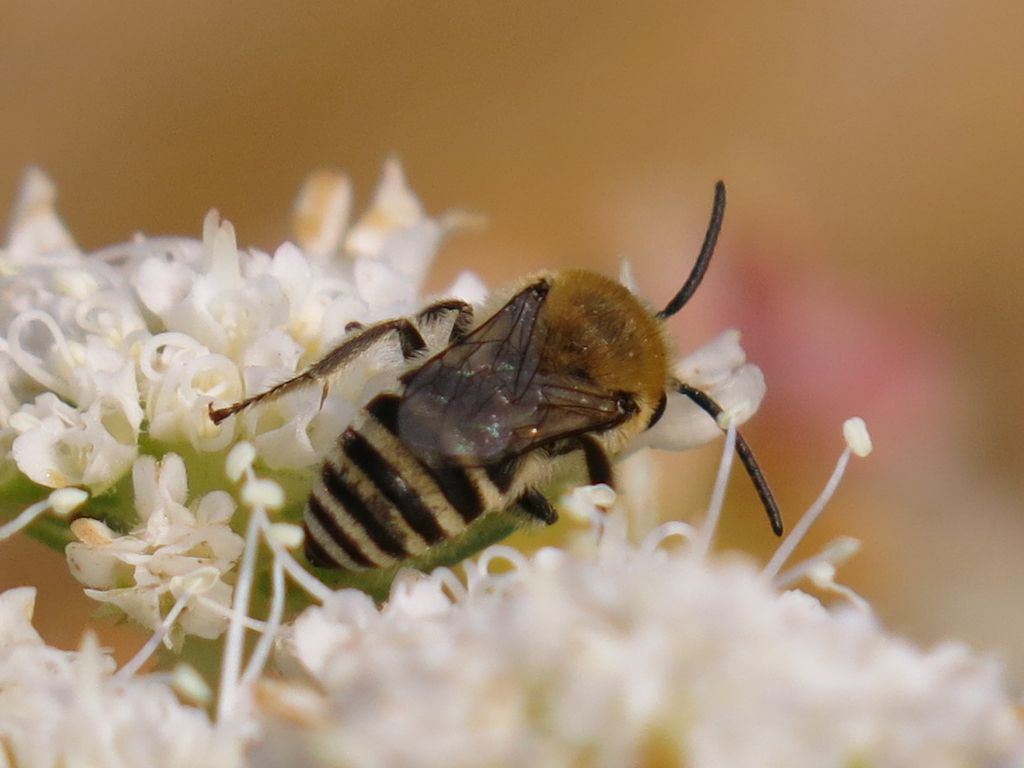 Apidae Colletinae:  Colletes sp.