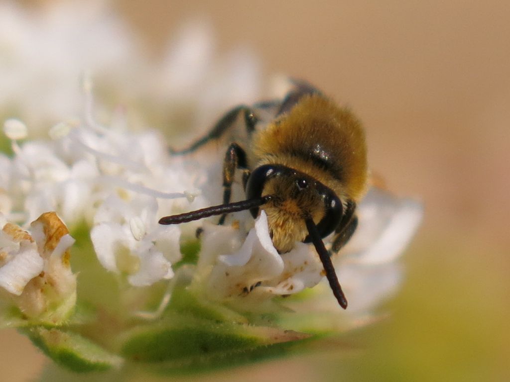 Apidae Colletinae:  Colletes sp.