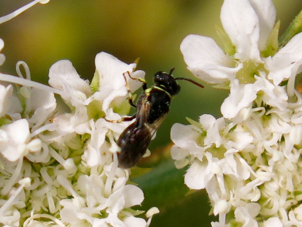 Apidae Colletinae: Hylaeus sp.