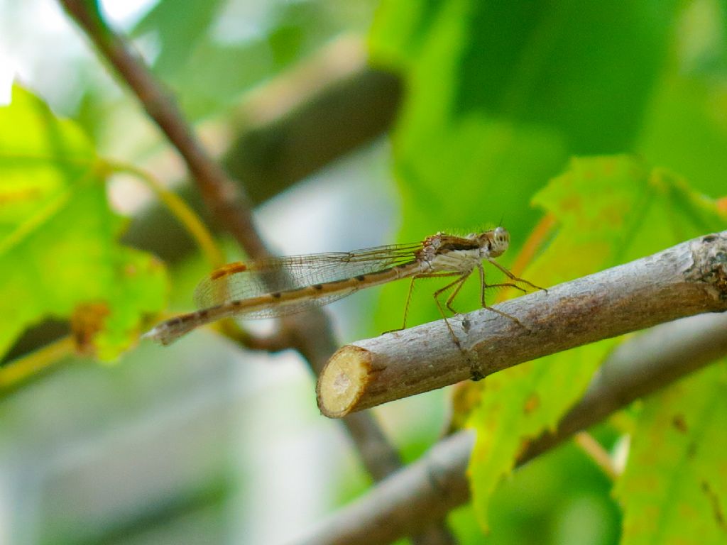 Lestidae: Sympecma fusca