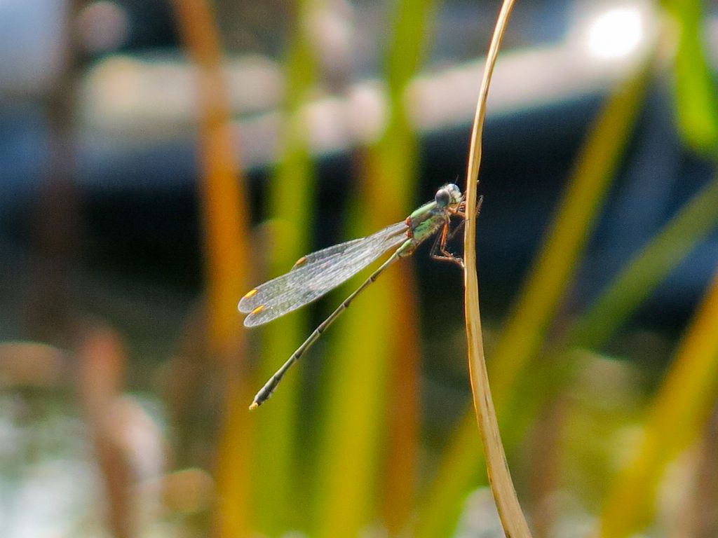 Damigella da identificare