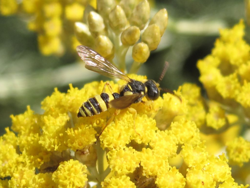 Crabronidae: Cerceris sabulosa, maschio