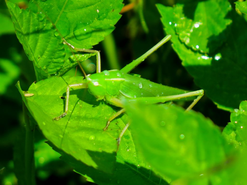 Ruspolia nitidula