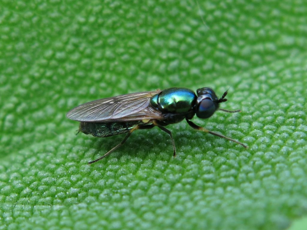 Stratiomyidae: Chloromyia formosa, femmina